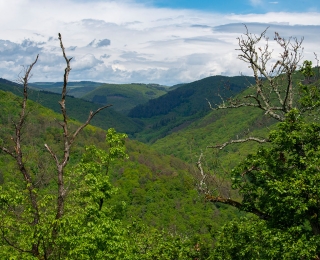 Blick in ein bewaldetes Tal