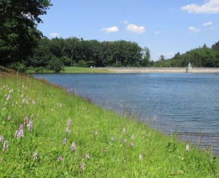 Naturschutzgebiet an der Panzertalsperre mit Orchideenwiese