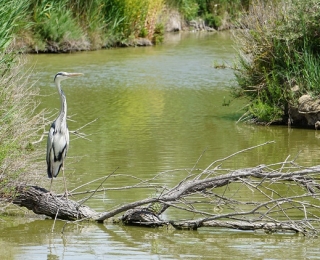 Heron at the Camargue