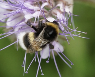 Hummel (Gattung Bombus) auf Futtersuche auf einer Blüte der Bienenweide (Gattung Phacelia)