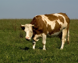 Milchkuh im Grünland