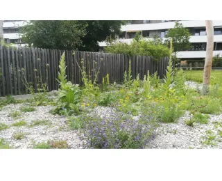 Ruderalflur, im Hintergrund ein Wohngebäude