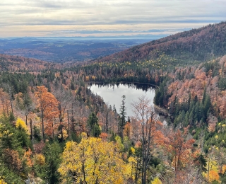 herbstlich bunt gefärbter Wald am Rachel im Nationalpark Bayerischer Wald