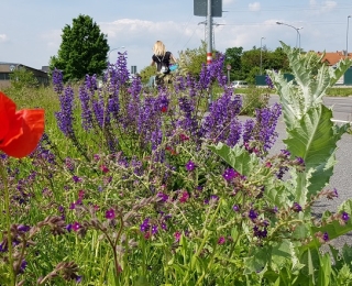 Blühende Wiese an einer Straße