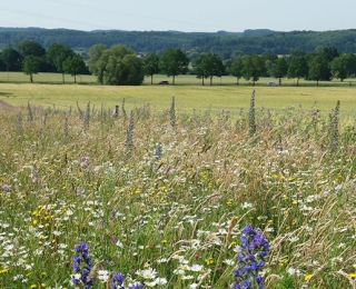 Blumenwiese im Vordergrund, Bäume und Rasen im Hintergrund