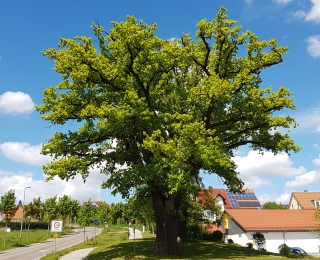 Baum in der Mitte, im Hintergrund Häuser und eine Straße