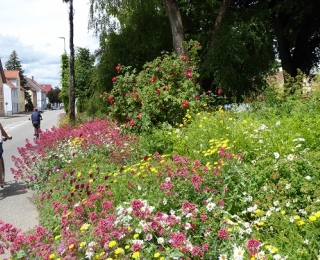 Blumen an einer Straße, im Hintergrund Häuser