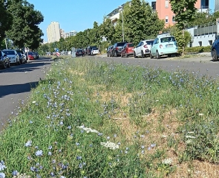 Wiese zwischen zwei Straßen, im Hintergrund Häuser und Autos