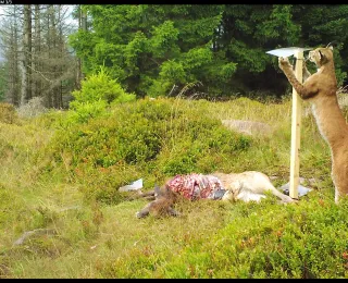Das Foto zeigt einen Luchs an einem Rotwildkadaver im NLP Harz