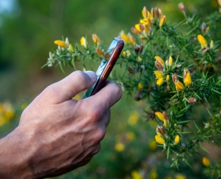 Eine Hand hält ein Mobiltelefon an eine gelbe Pflanze zur Arterkennung