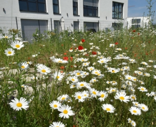 Blühende Wiese mit Wiesen-Margeriten vor einem Bürogebäude