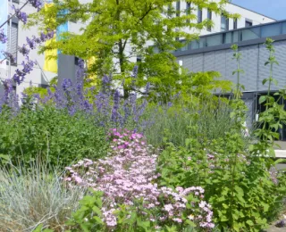 Staudenbeet im Sommer, im Hintergrund das Rathaus in Moers