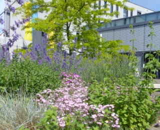 Staudenbeet im Sommer, im Hintergrund das Rathaus in Moers