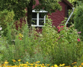 Kleingarten mit Blütenvielfalt und Gartenhaus im Hintergrund