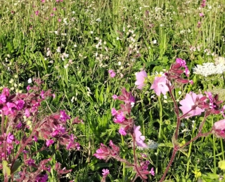 Blühende Fläche in der Agrarlandschaft