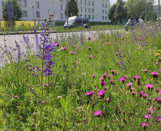 Blühstreifen am Straßenrand