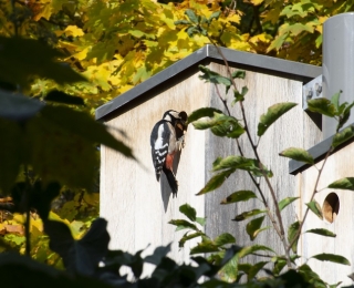 Vogel an einem Nistkasten