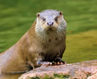 Porträt eines Fischotters