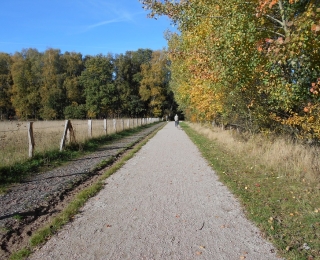 Weg mit einem Fahrradfahrer, Bäumen und Laub.