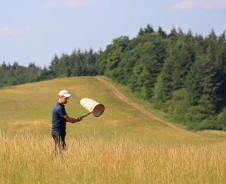 Felix Helbing beim Kescherfang von Zikaden im Kaiserstuhl.