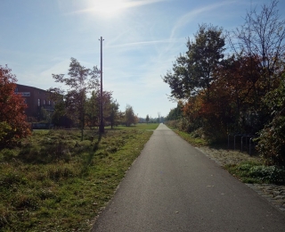 Blauer Himmel und ein Weg mit Bäumen und Gräsern am Wegesrand.