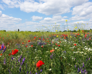 Wiese mit Blumen, hohes Gras und Himmel mit Wolken.