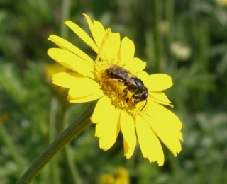 Sandbiene auf einer Blüte der Färber-Hundskamille