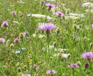 Blütenreiche Wiese