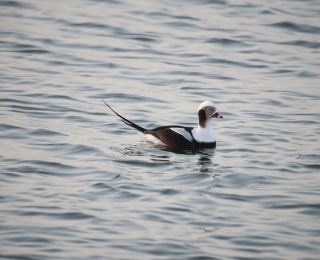 schwimmende Eisente