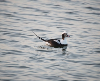 schwimmende Eisente 