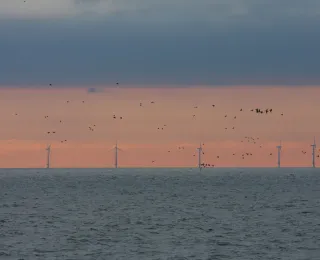 Im Hintergrund zahlreiche Offshore-Windenergieanlagen und ziehende Vögel im Vordergrund