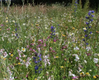 Mehrjährige Blühfläche 