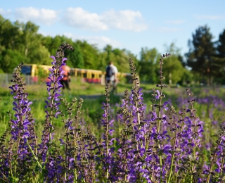 Blühflächen mit Wiesensalbei entlang eines Radschnellwegs und Bahngleisen