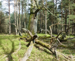 Alte Eiche mit vorgelagertem Totholz in der Kyritz-Ruppiner Heide