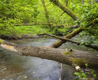 Die Abbildung zeigt den Mittelgebirgsbach Wisper mit umgestürzten Baumstämmen über den Bach
