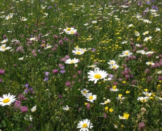 Blütenreiche Blumenwiese