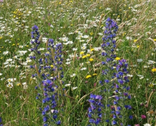 Blütenreicher Blühstreifen in der Agrarlandschaft