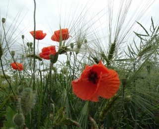 Mohnblumen im Feld