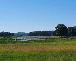 Heidelandschaft mit Gewässer und Wald im Hintergrund