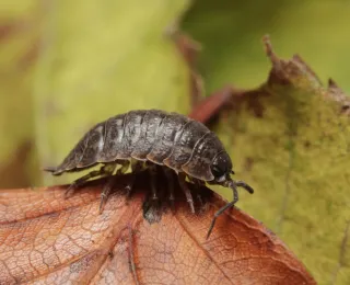 Assel Porcellio Montanus