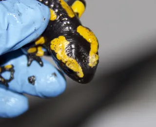 Ein mit dem Erreger Bsal infizierter Feuersalamander