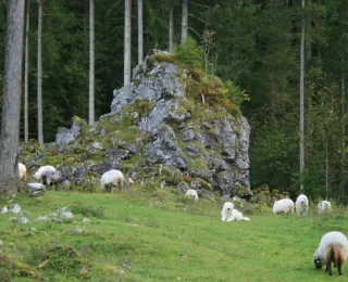 Schafe mit Herdenschutzhunden am Steilhang