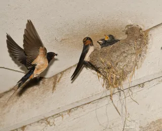 Die Abbildung zeigt adulte Rauchschwalben, die ihre Jungen im Nest füttern