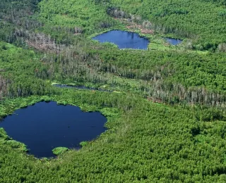natürliches Mosaik aus Gewässern