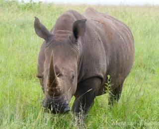 Breitmaulnashorn (Ceratotherium simum simum) in Südafrika.