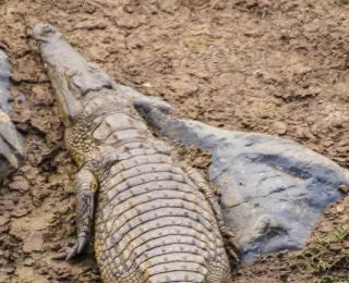 Nilkrokodil, Crocodylus niloticus im natürlichen Lebensraum in Kenia