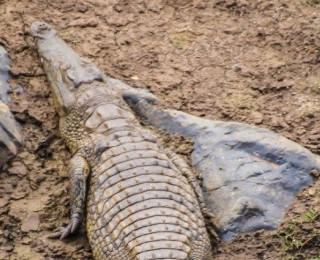 Nilkrokodil, Crocodylus niloticus im natürlichen Lebensraum in Kenia
