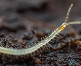 Ein weißer Bodenläufer auf dem Erdboden