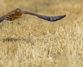 junge Wiesenweihe im Flug