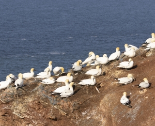 Mehrere Basstölpel sitzen auf Nestern mit Plastikschnüren auf einer Klippe im Meer